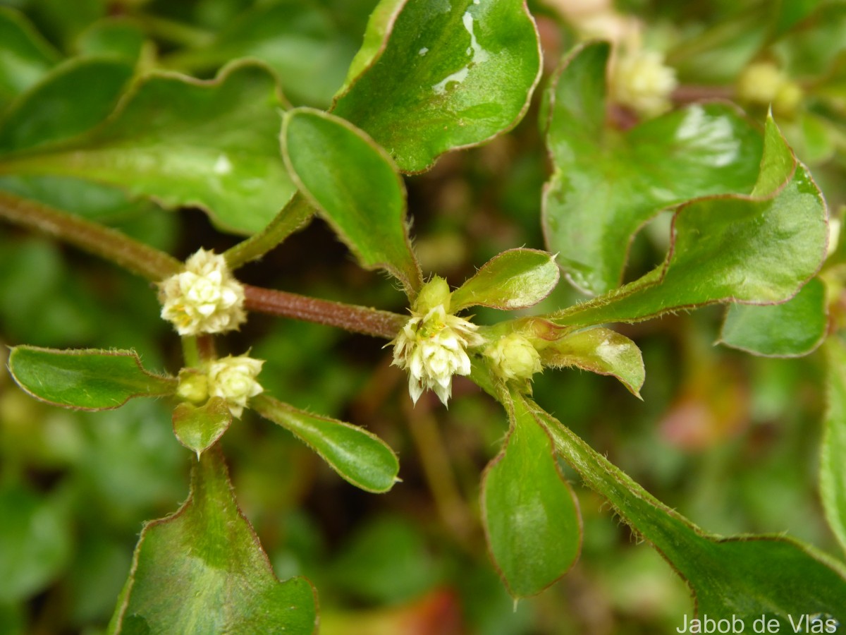 Alternanthera bettzickiana (Regel) G.Nicholson